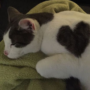 Meet your Posher, Ava